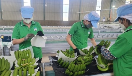 Việt Nam xuất khẩu chuối lớn thứ 9 toàn cầu, dừa cũng xuất hàng đầu thế giới