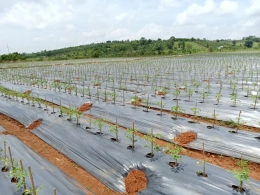 Công ty TNHH giống cây trồng Thuận Thành vinh dự đạt chứng nhận Thương hiệu Tín nhiệm Hàng đầu Châu Á 2025