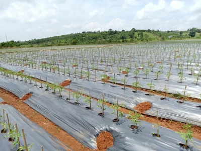 Công ty TNHH giống cây trồng Thuận Thành vinh dự đạt chứng nhận Thương hiệu Tín nhiệm Hàng đầu Châu Á 2025